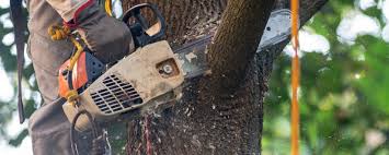 Trusted Oak Grove, MO Tree Services Experts