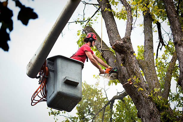 How Our Tree Care Process Works  in  Oak Grove, MO